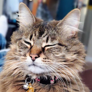 Meet your Posher, Aria